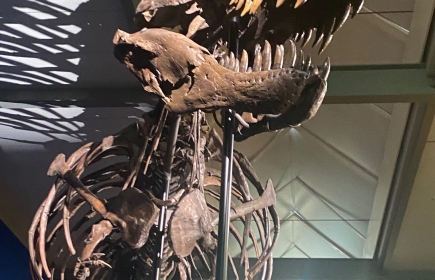 T-Rex-Skelett «Trinity»